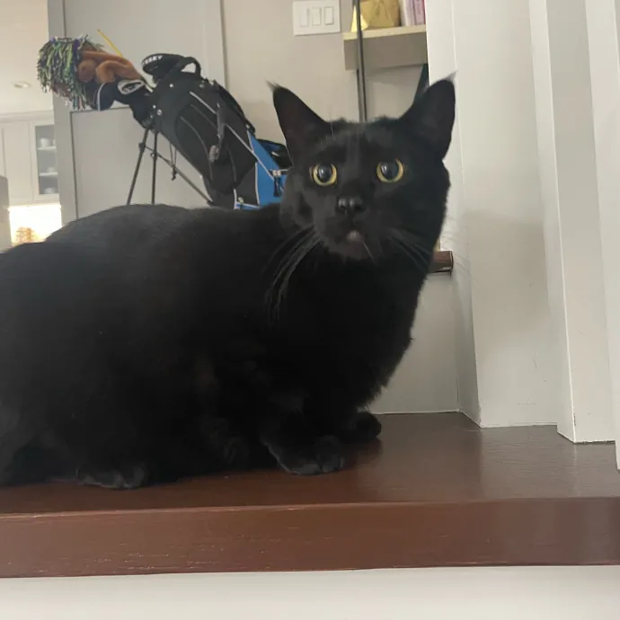 Erika's Awesome Pawsome Cat Sitting