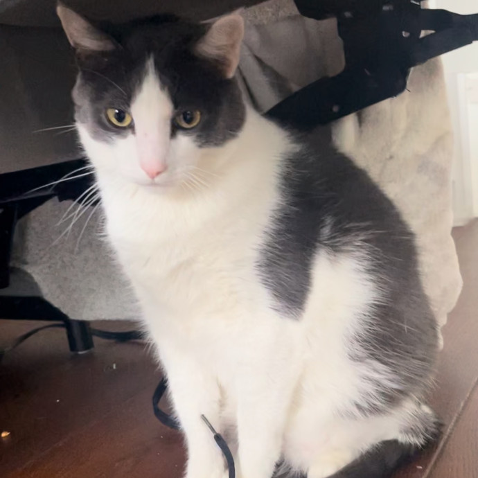 Erika's Awesome Pawsome Cat Sitting