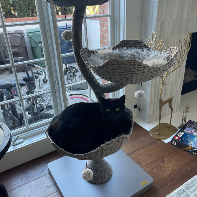 Erika's Awesome Pawsome Cat Sitting