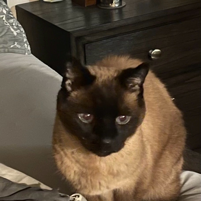 Erika's Awesome Pawsome Cat Sitting
