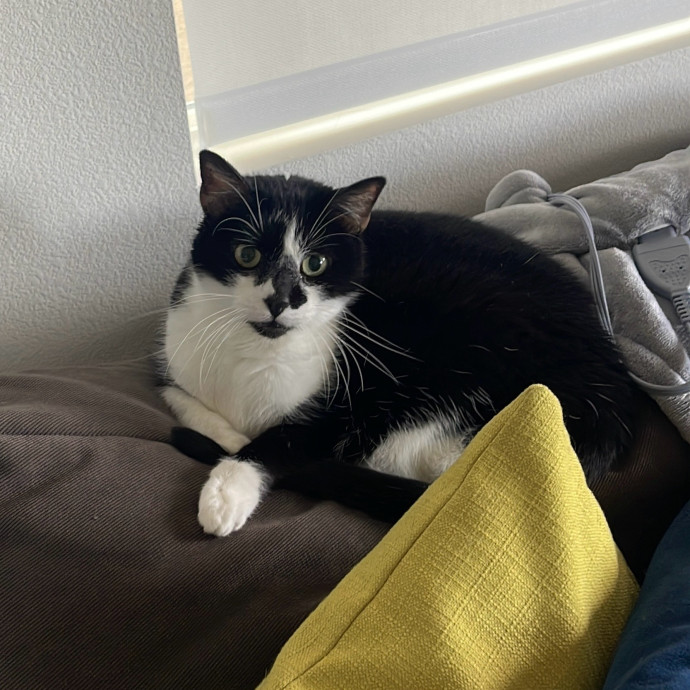 Erika's Awesome Pawsome Cat Sitting