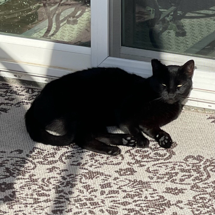 Erika's Awesome Pawsome Cat Sitting