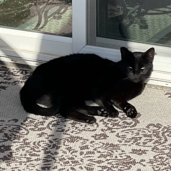Erika's Awesome Pawsome Cat Sitting