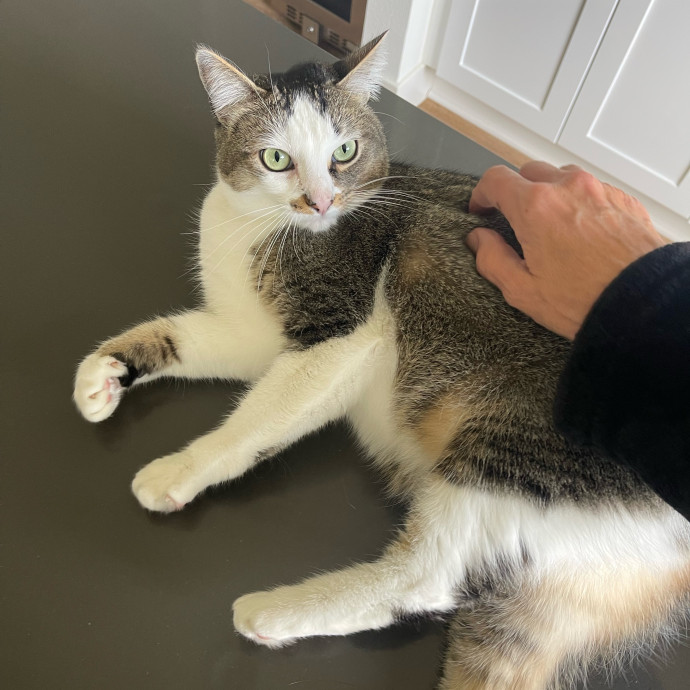 Erika's Awesome Pawsome Cat Sitting