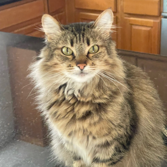 Erika's Awesome Pawsome Cat Sitting