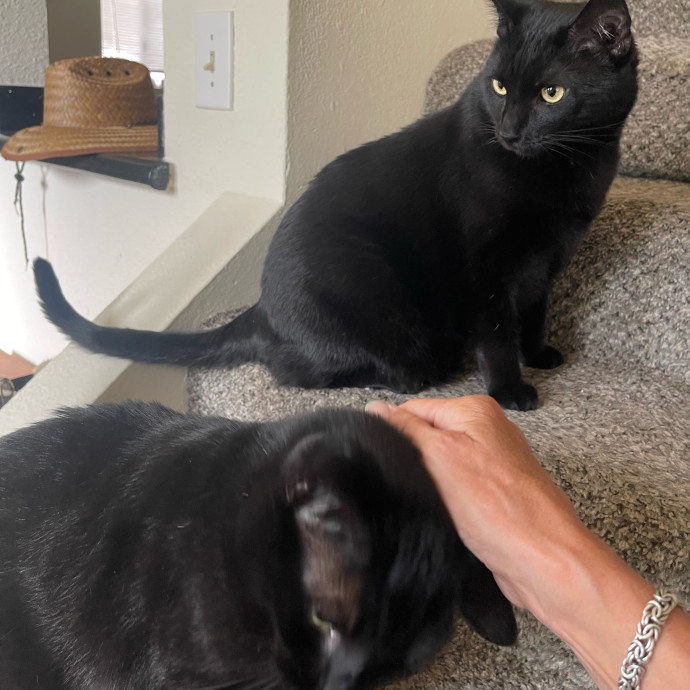 Erika's Awesome Pawsome Cat Sitting