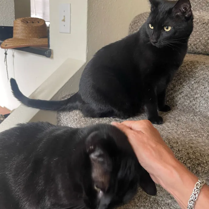 Erika's Awesome Pawsome Cat Sitting