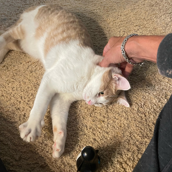 Erika's Awesome Pawsome Cat Sitting