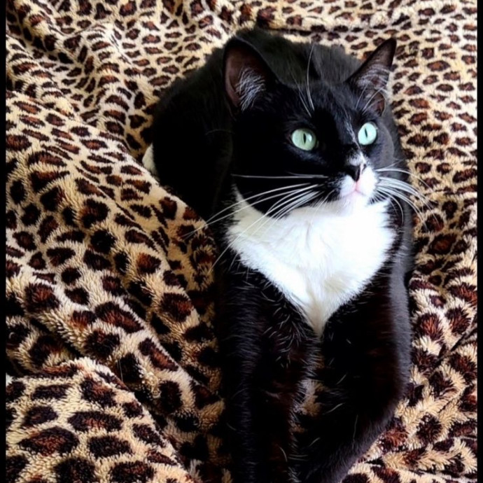 Erika's Awesome Pawsome Cat Sitting
