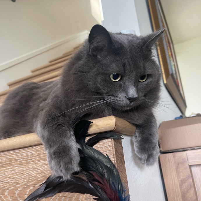 Erika's Awesome Pawsome Cat Sitting