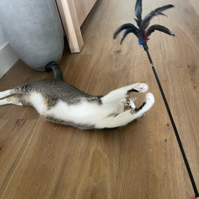 Erika's Awesome Pawsome Cat Sitting