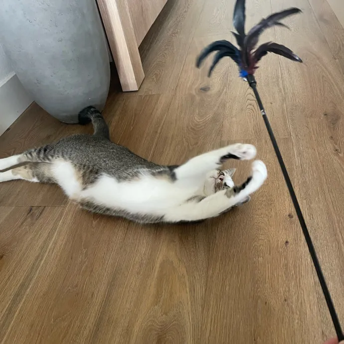 Erika's Awesome Pawsome Cat Sitting