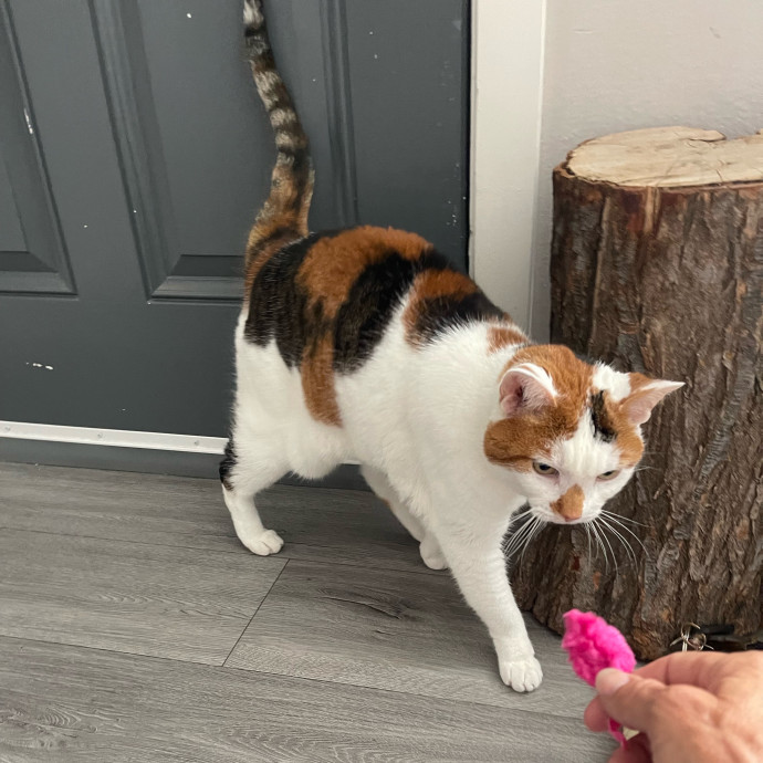 Erika's Awesome Pawsome Cat Sitting
