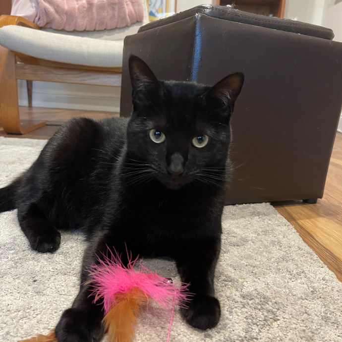Erika's Awesome Pawsome Cat Sitting