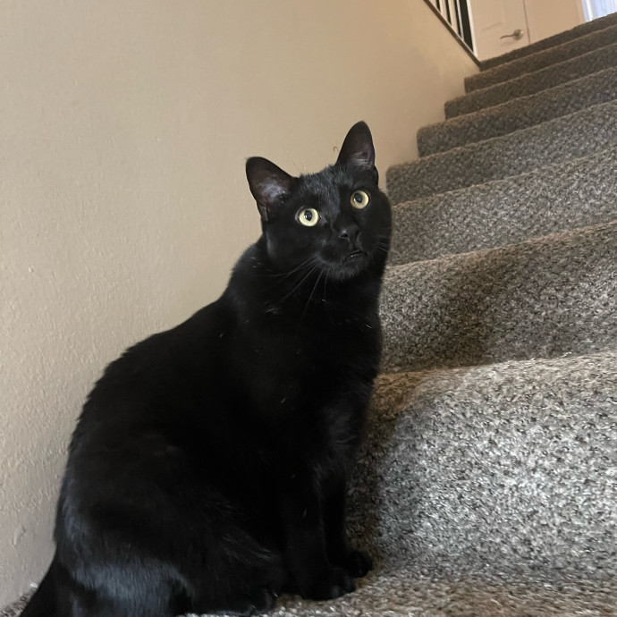 Erika's Awesome Pawsome Cat Sitting