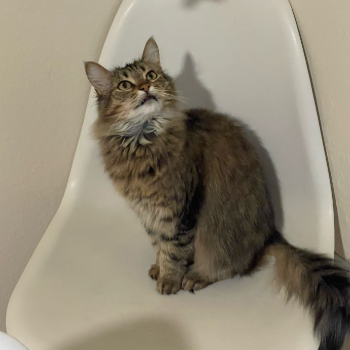 Erika's Awesome Pawsome Cat Sitting