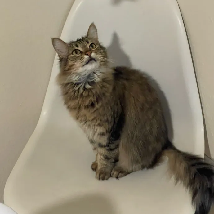 Erika's Awesome Pawsome Cat Sitting