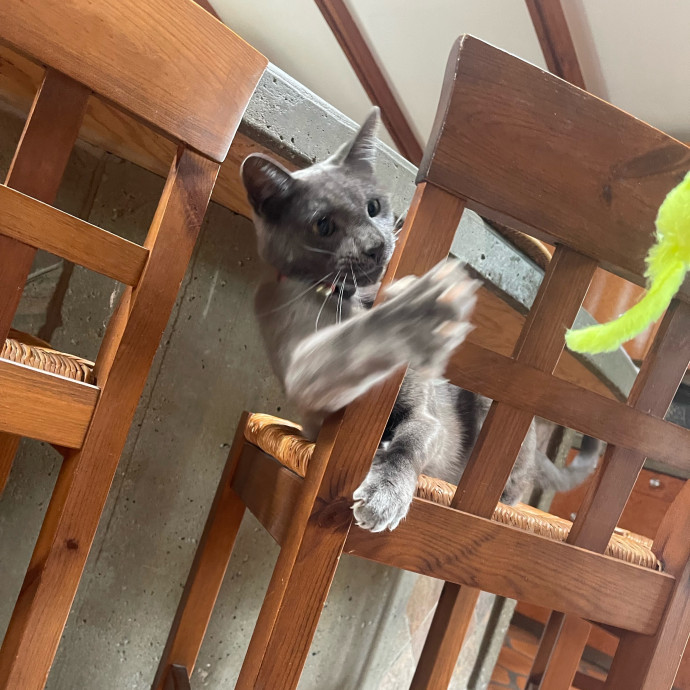 Erika's Awesome Pawsome Cat Sitting