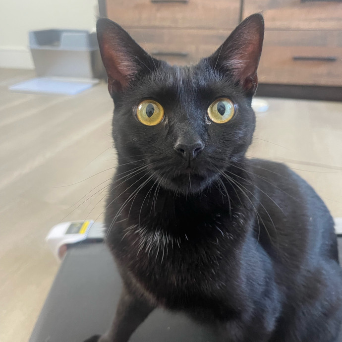 Erika's Awesome Pawsome Cat Sitting