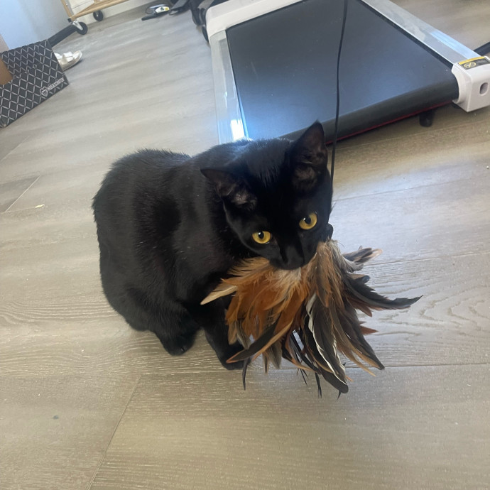 Erika's Awesome Pawsome Cat Sitting