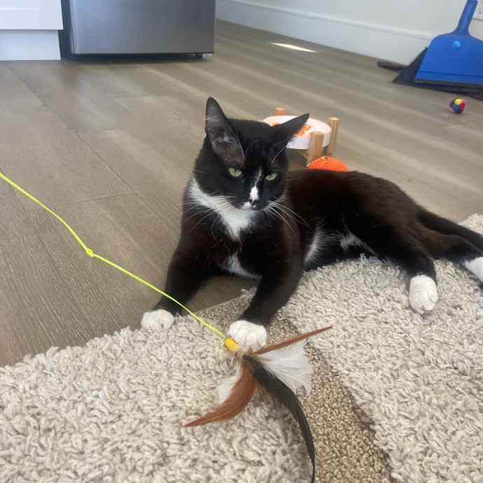 Erika's Awesome Pawsome Cat Sitting