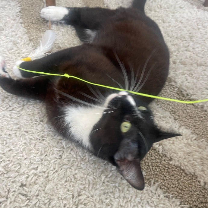 Erika's Awesome Pawsome Cat Sitting