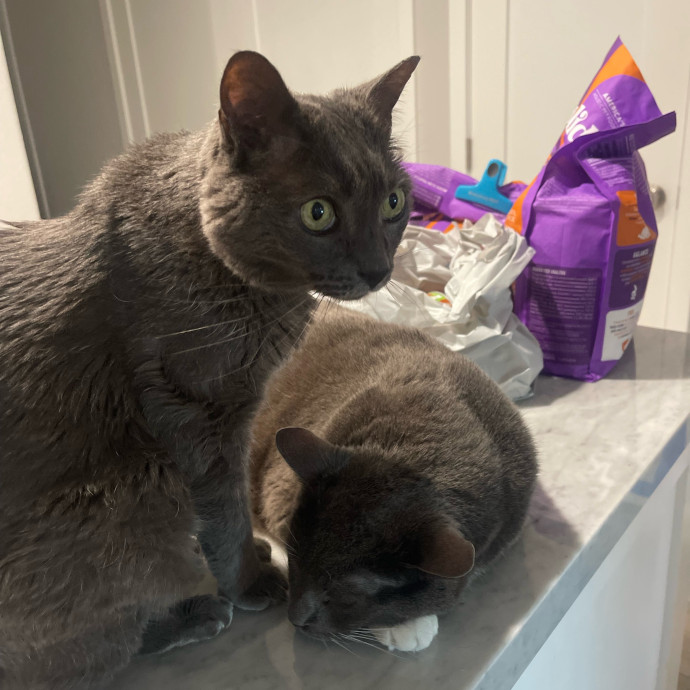 Erika's Awesome Pawsome Cat Sitting