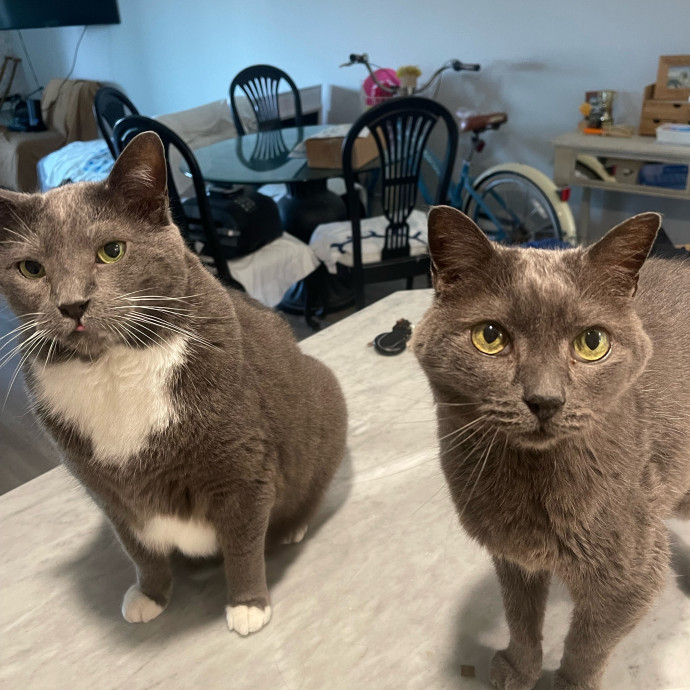 Erika's Awesome Pawsome Cat Sitting