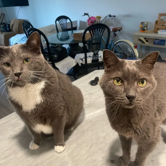 Erika's Awesome Pawsome Cat Sitting