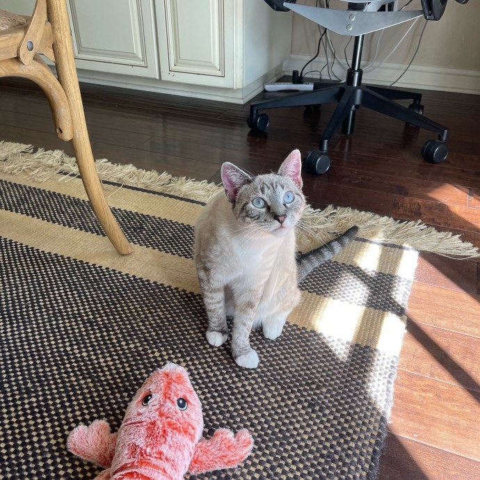 Erika's Awesome Pawsome Cat Sitting