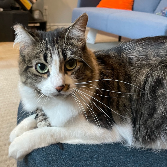 Erika's Awesome Pawsome Cat Sitting