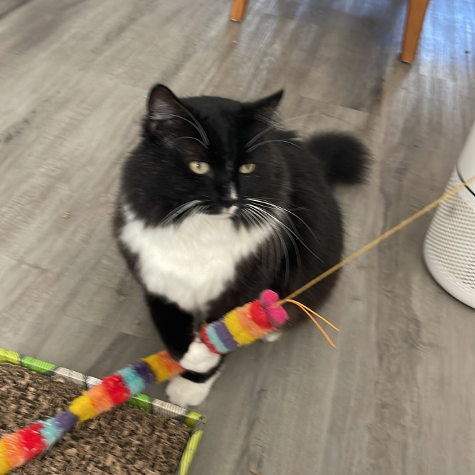 Erika's Awesome Pawsome Cat Sitting