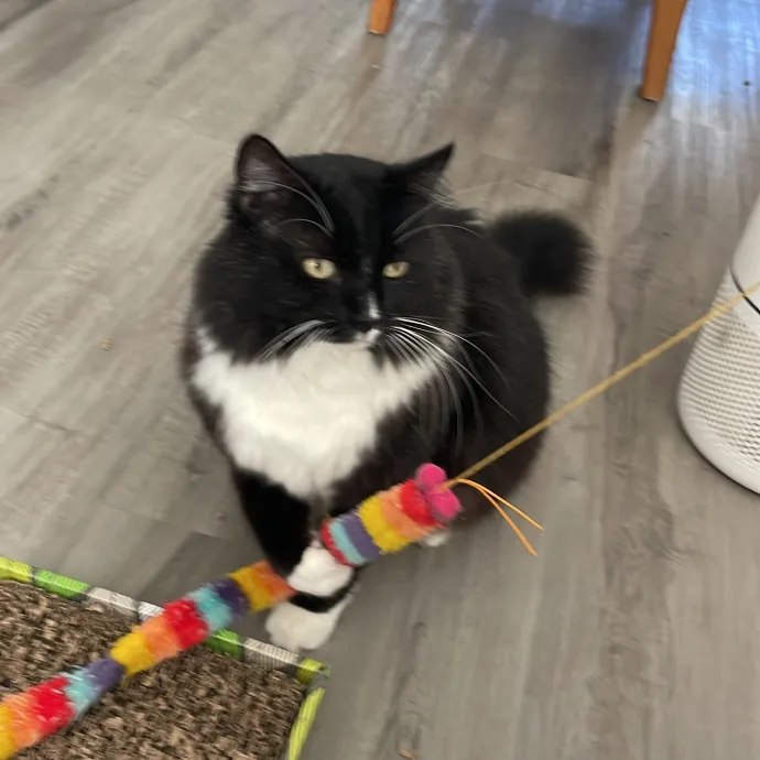 Erika's Awesome Pawsome Cat Sitting