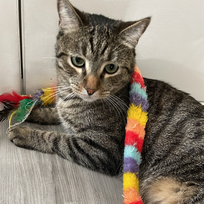 Erika's Awesome Pawsome Cat Sitting