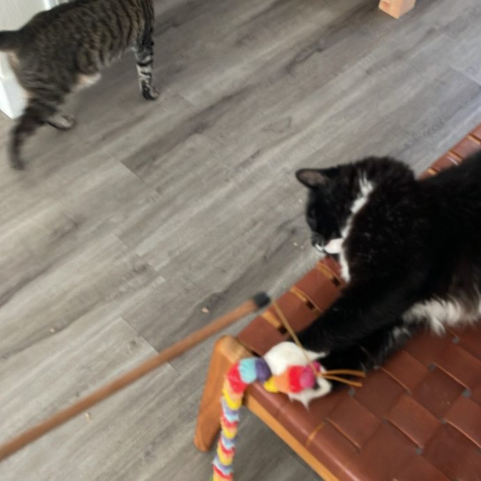 Erika's Awesome Pawsome Cat Sitting