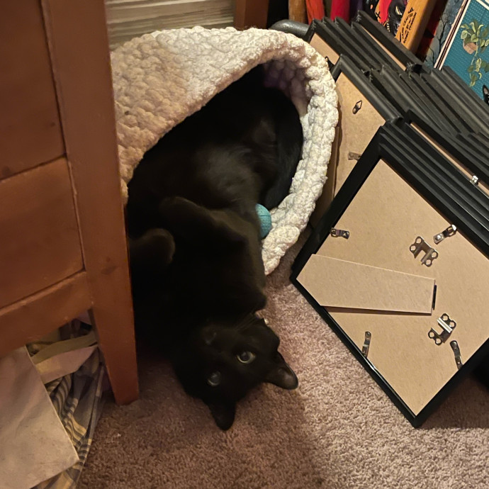 Erika's Awesome Pawsome Cat Sitting