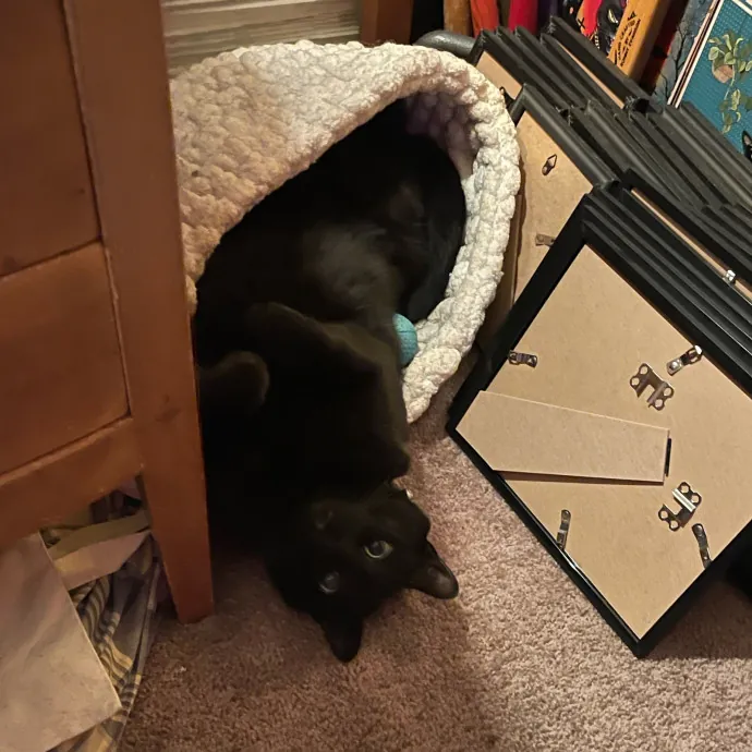 Erika's Awesome Pawsome Cat Sitting