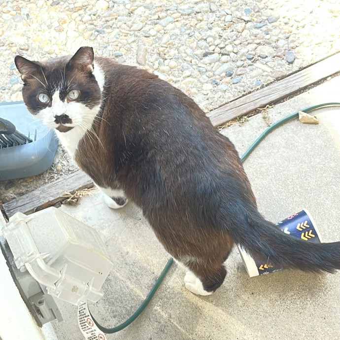 Erika's Awesome Pawsome Cat Sitting