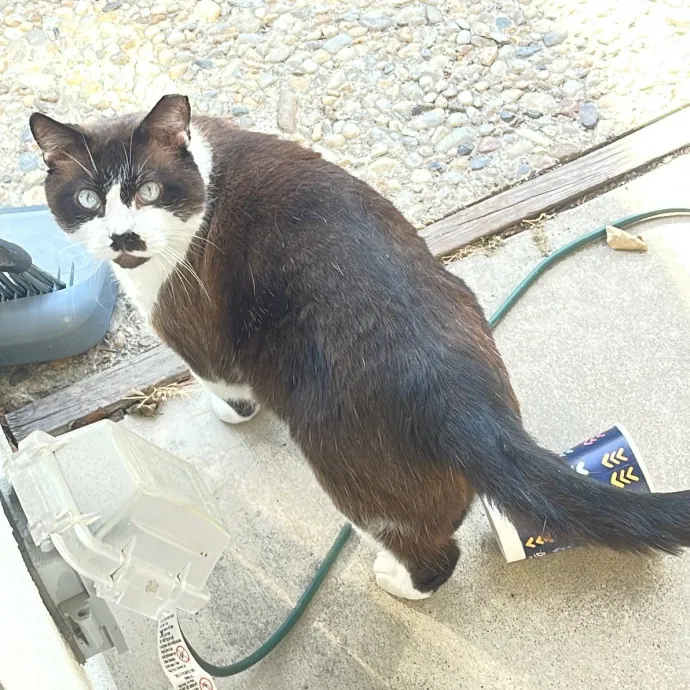 Erika's Awesome Pawsome Cat Sitting