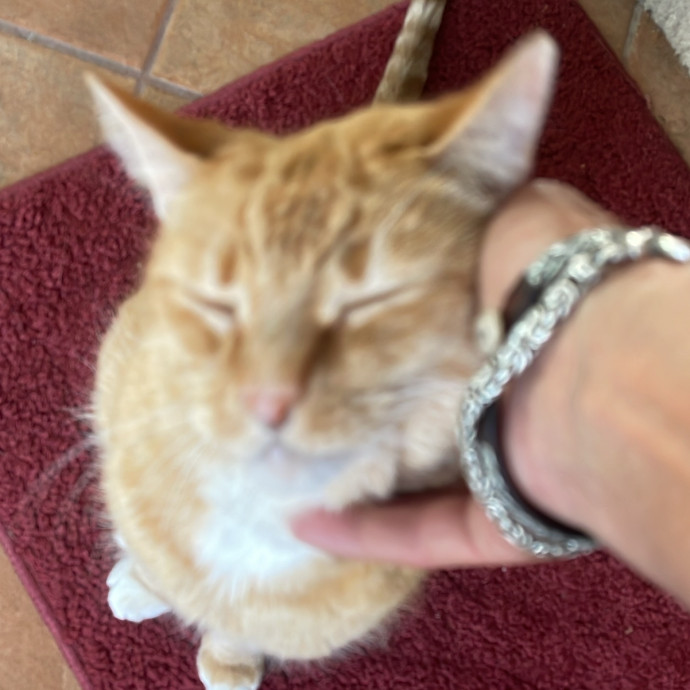 Erika's Awesome Pawsome Cat Sitting