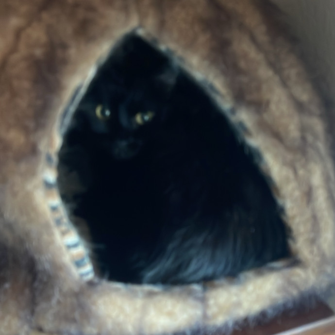 Erika's Awesome Pawsome Cat Sitting