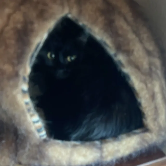 Erika's Awesome Pawsome Cat Sitting
