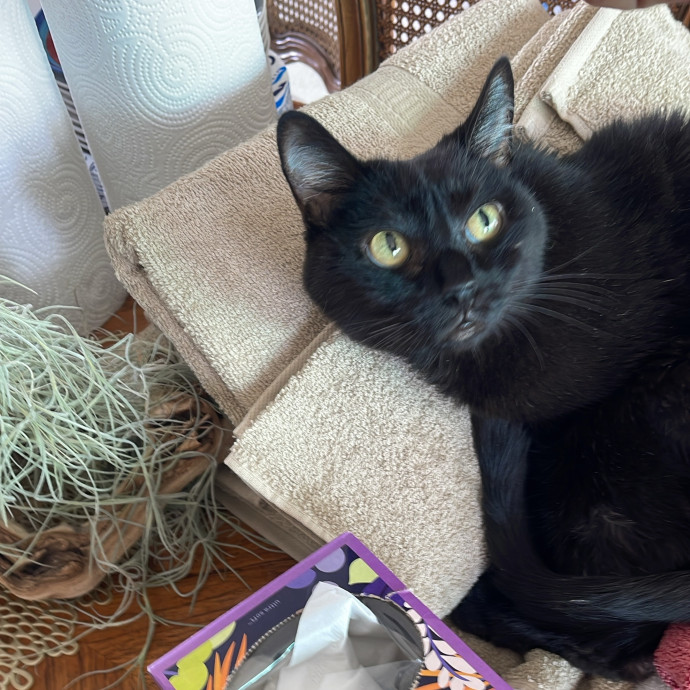 Erika's Awesome Pawsome Cat Sitting