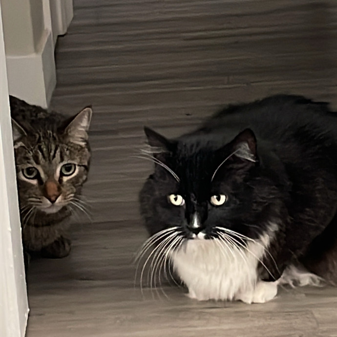 Erika's Awesome Pawsome Cat Sitting