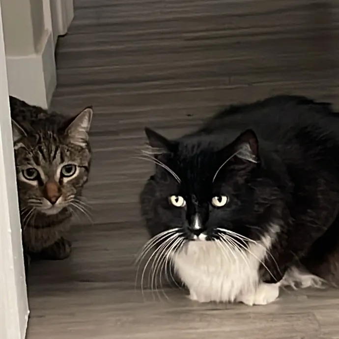 Erika's Awesome Pawsome Cat Sitting