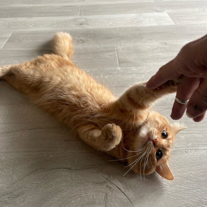Erika's Awesome Pawsome Cat Sitting