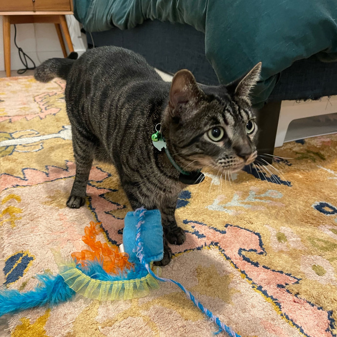 Erika's Awesome Pawsome Cat Sitting