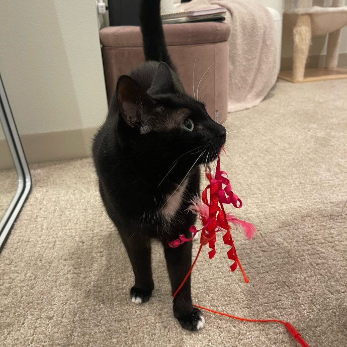 Erika's Awesome Pawsome Cat Sitting