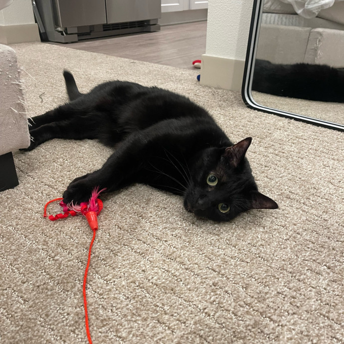 Erika's Awesome Pawsome Cat Sitting