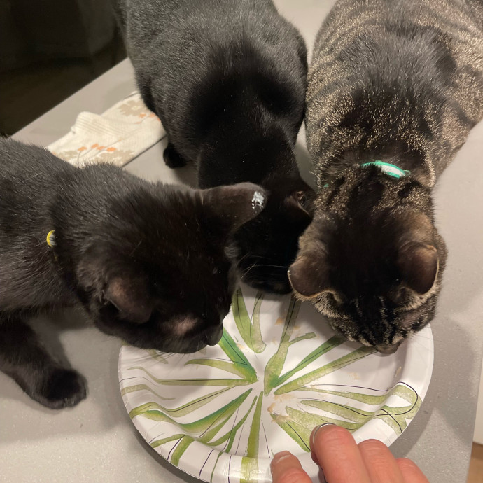 Erika's Awesome Pawsome Cat Sitting